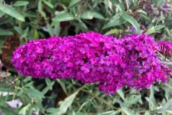 Buddleja Davidii 'Royal Red' (Sommerflieder)