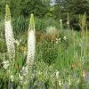Eremurus Himalaicus (Himalaya-Steppenkerze)