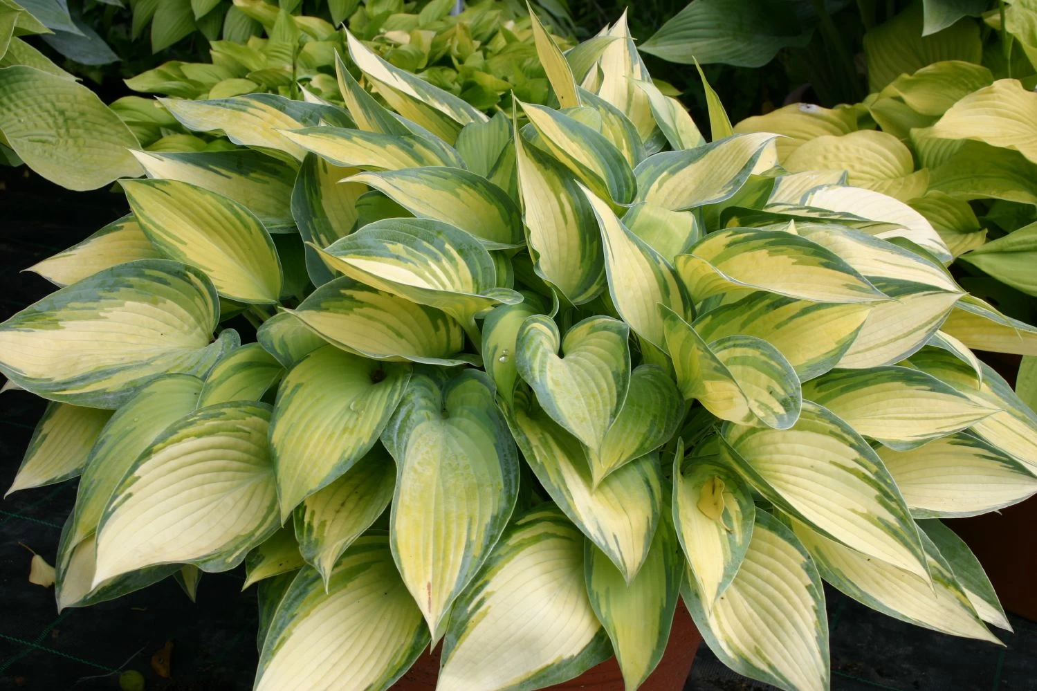 Hosta 'June' (Funkie | Herzblattlilie) – Bild 3