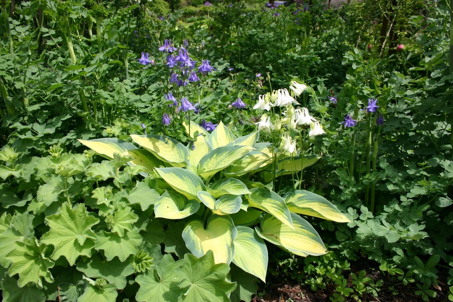 Hosta 'June' (Funkie | Herzblattlilie) – Bild 2