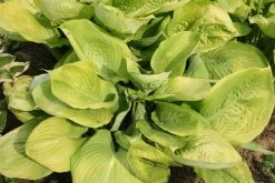 Hosta 'Sum And Substance' (Funkie | Herzblatt-Lilie)