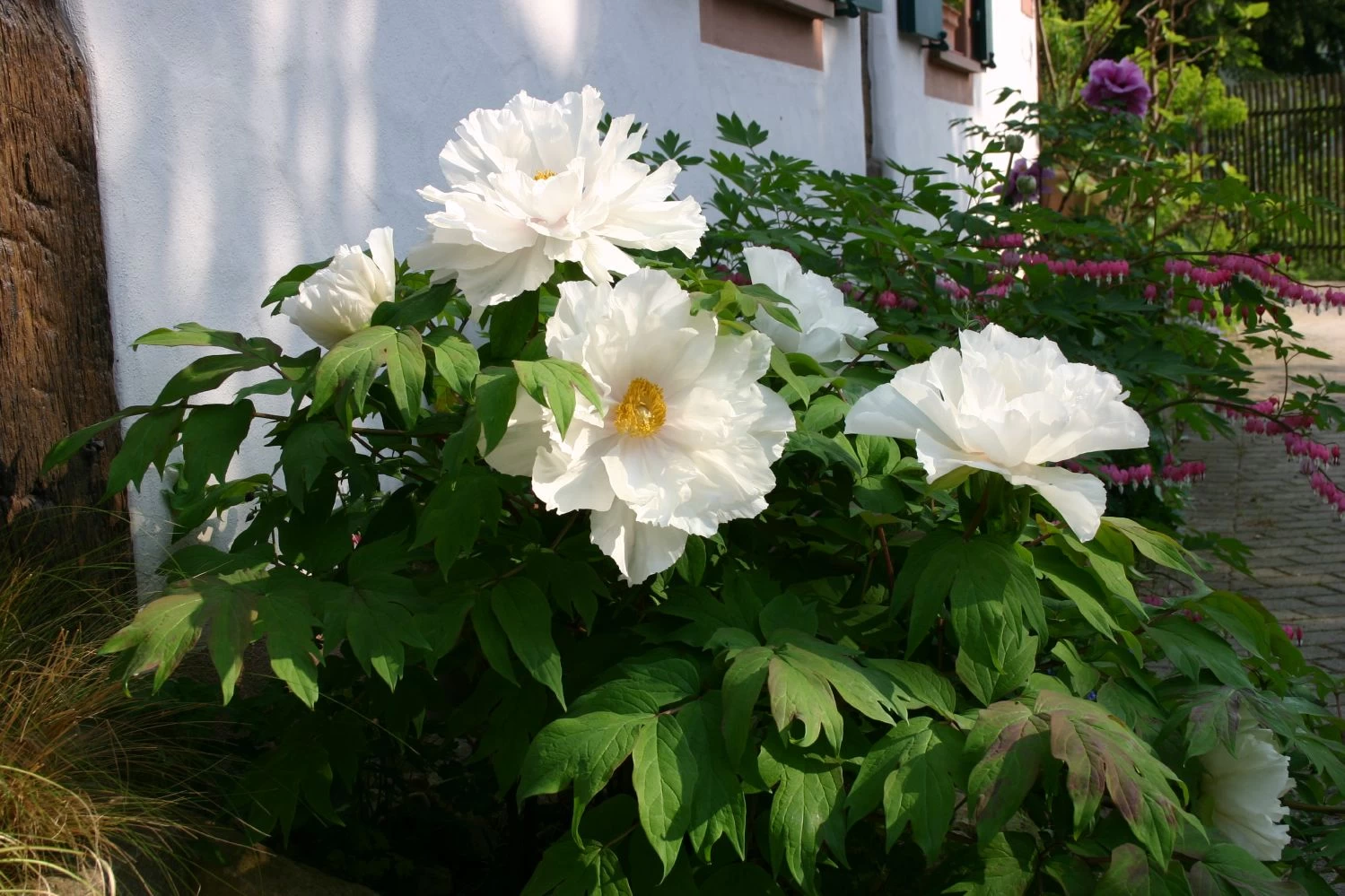 Paeonia Suffruticosa 'Renkaku' (Strauchpfingstrose 'Kranichschar') – Bild 4