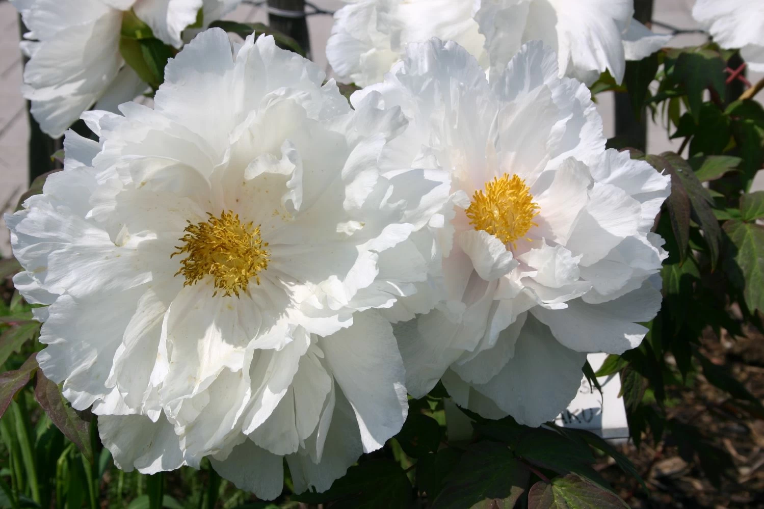 Paeonia Suffruticosa 'Renkaku' (Strauchpfingstrose 'Kranichschar') – Bild 7