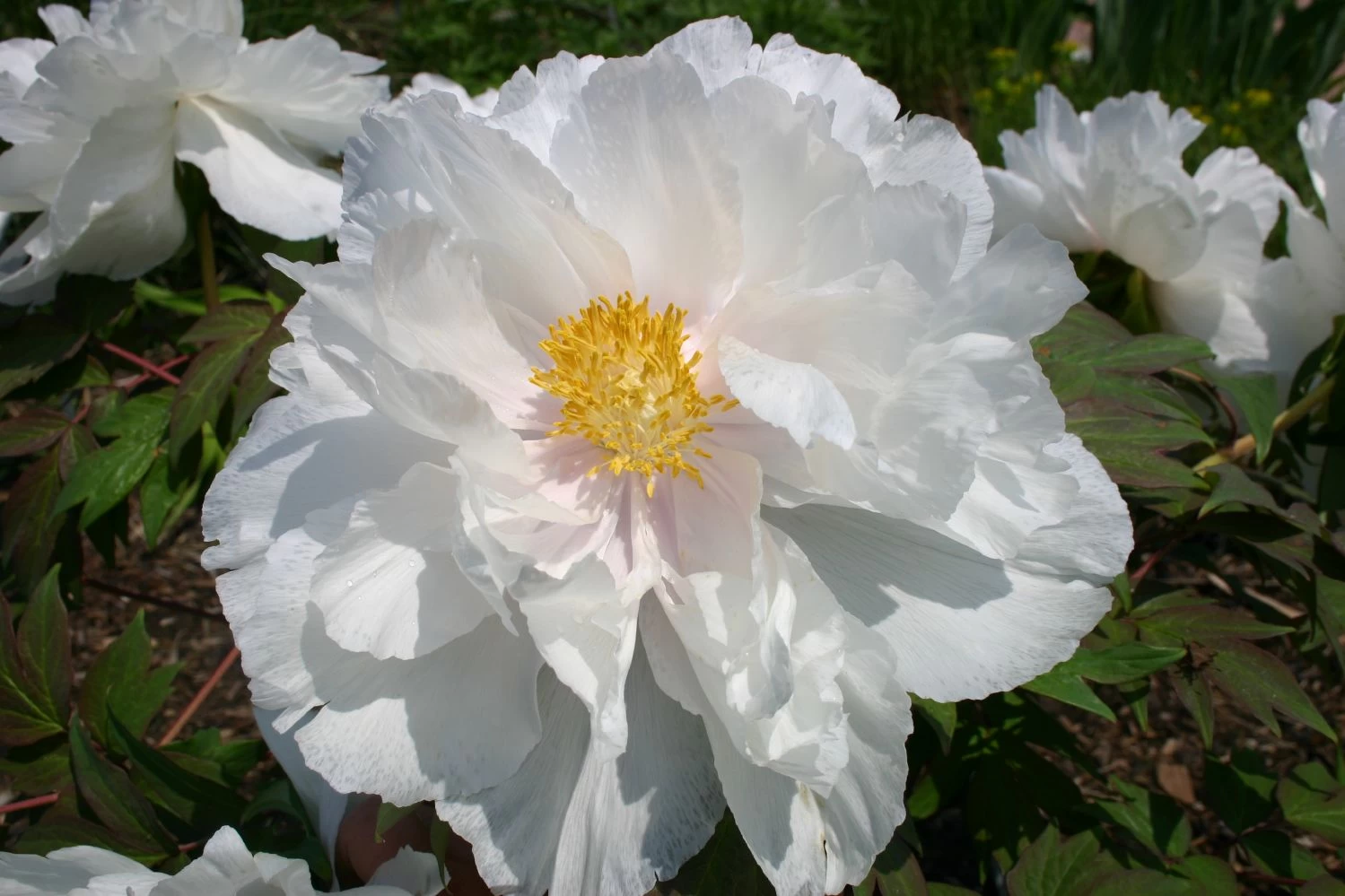 Paeonia Suffruticosa 'Renkaku' (Strauchpfingstrose 'Kranichschar') – Bild 8