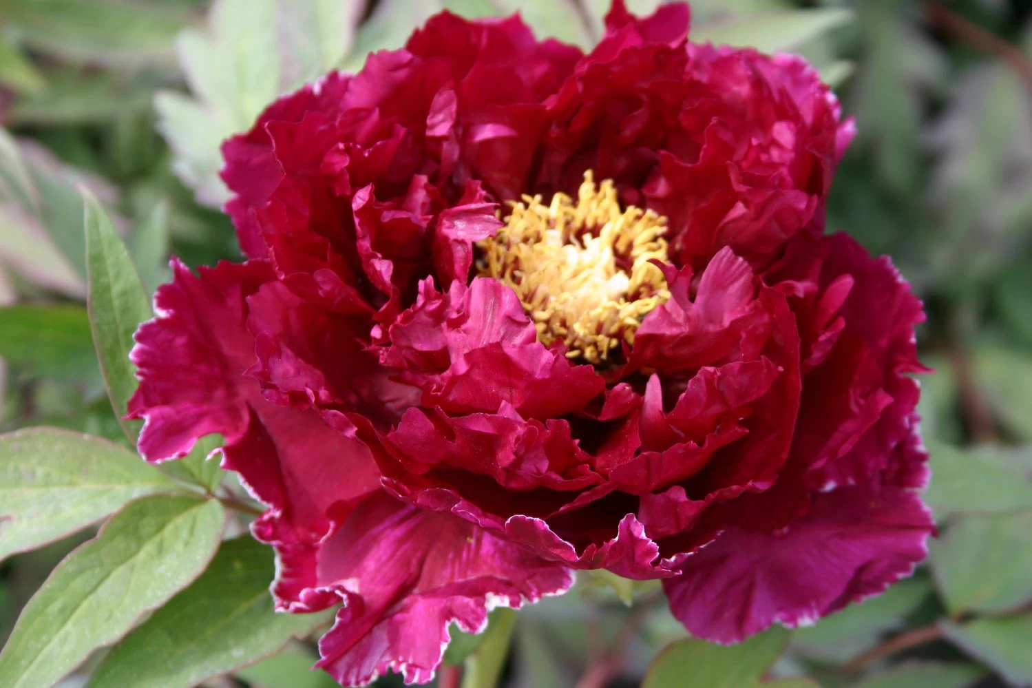 Paeonia Suffruticosa 'Kouka-Mon' (Strauchpfingstrose 'Tor Von Kouka')
