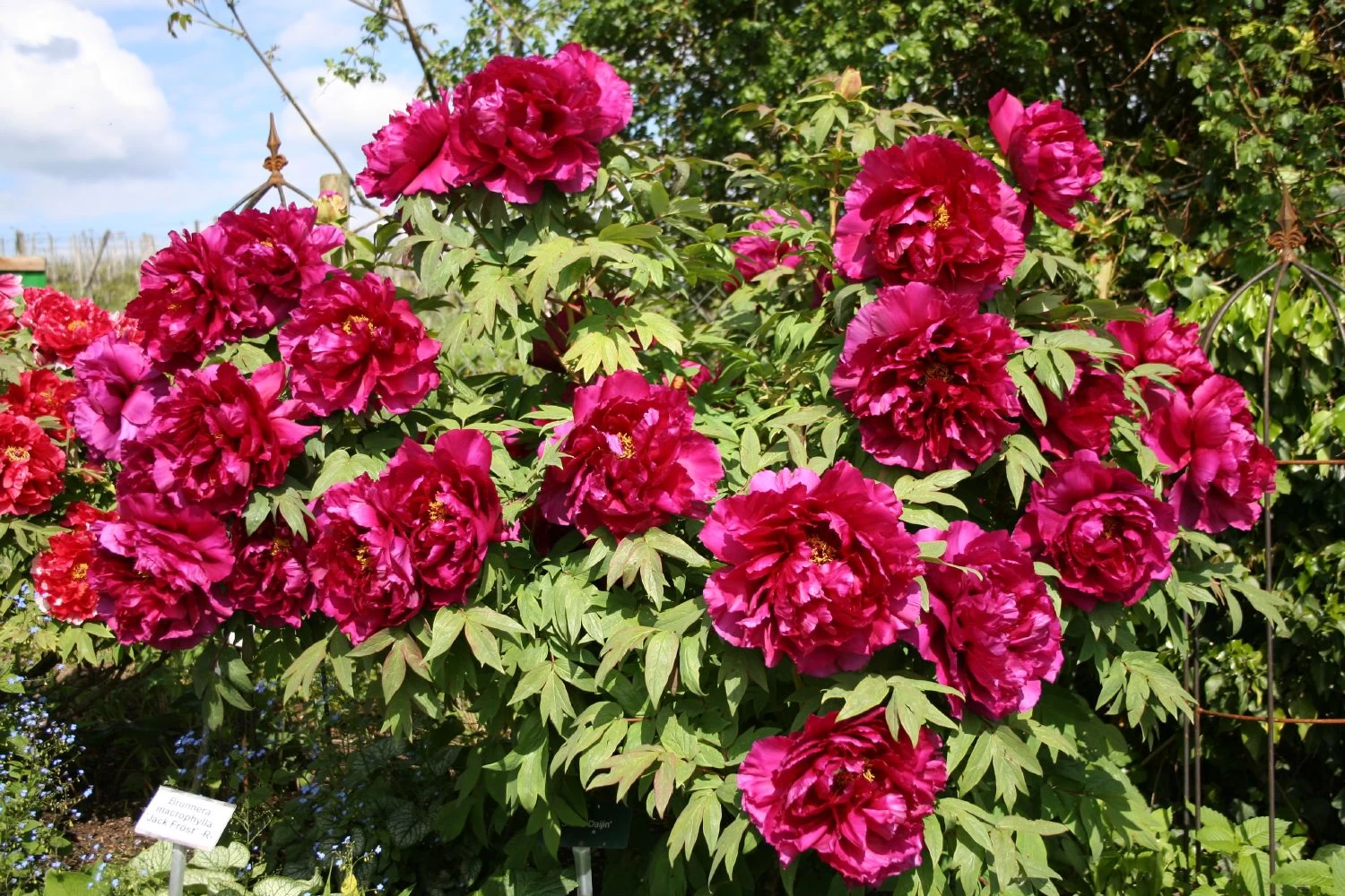 Paeonia Suffruticosa 'Kouka-Mon' (Strauchpfingstrose 'Tor Von Kouka') – Bild 2