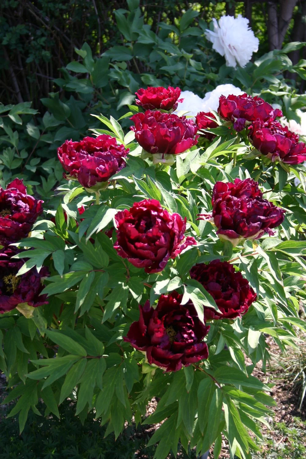 Paeonia Suffruticosa 'Kouka-Mon' (Strauchpfingstrose 'Tor Von Kouka') – Bild 4