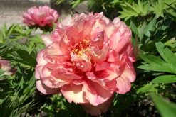 Paeonia Itoh-Hybride 'Hillary' (Intersektionelle Pfingstrose)