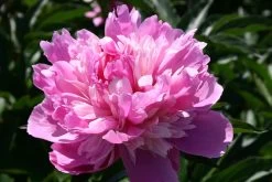 Paeonia Lactiflora 'Kelway's Lovely' (Staudenpfingstrose)