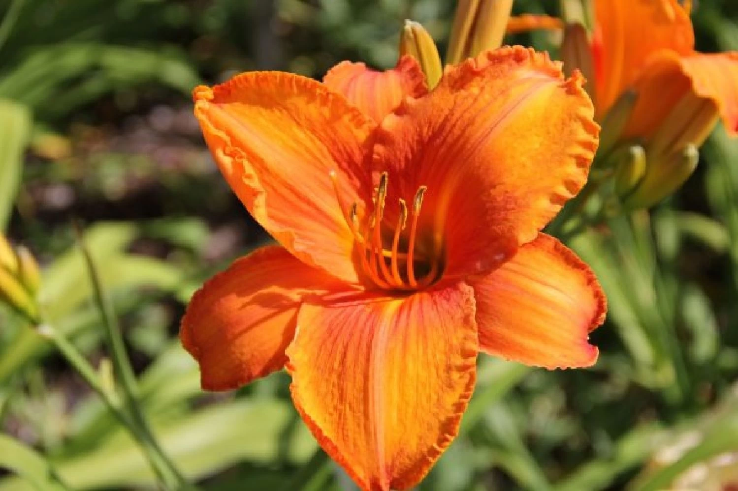 Leuchtfeuer (Farbpower Für Den Garten) – Bild 12