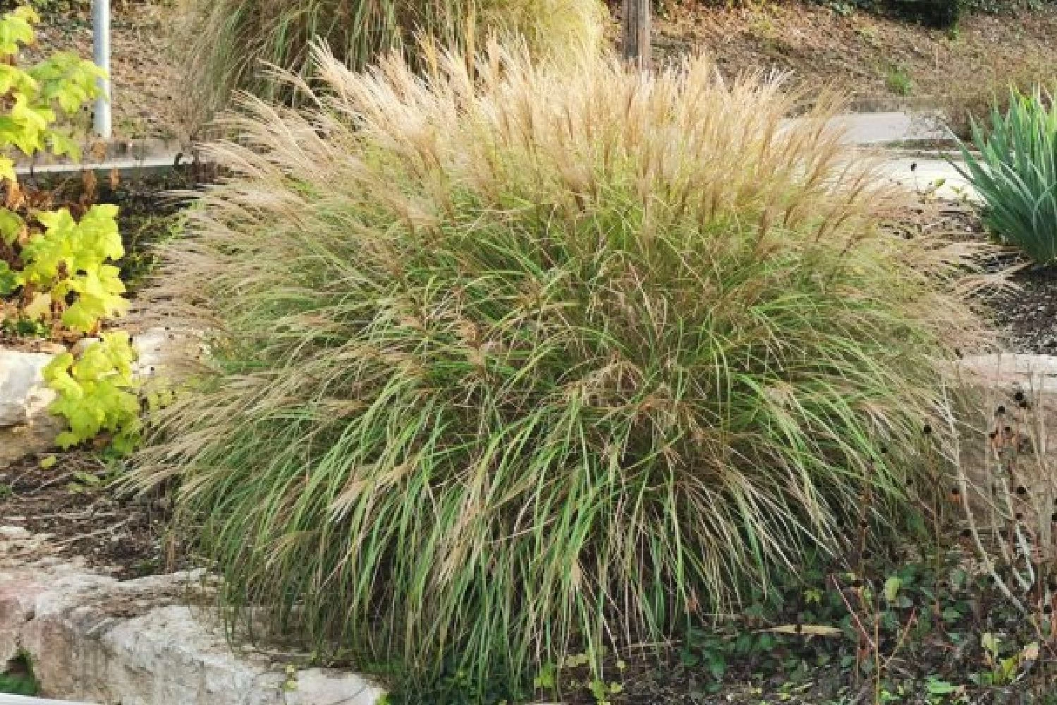 Leuchtfeuer (Farbpower Für Den Garten) – Bild 15