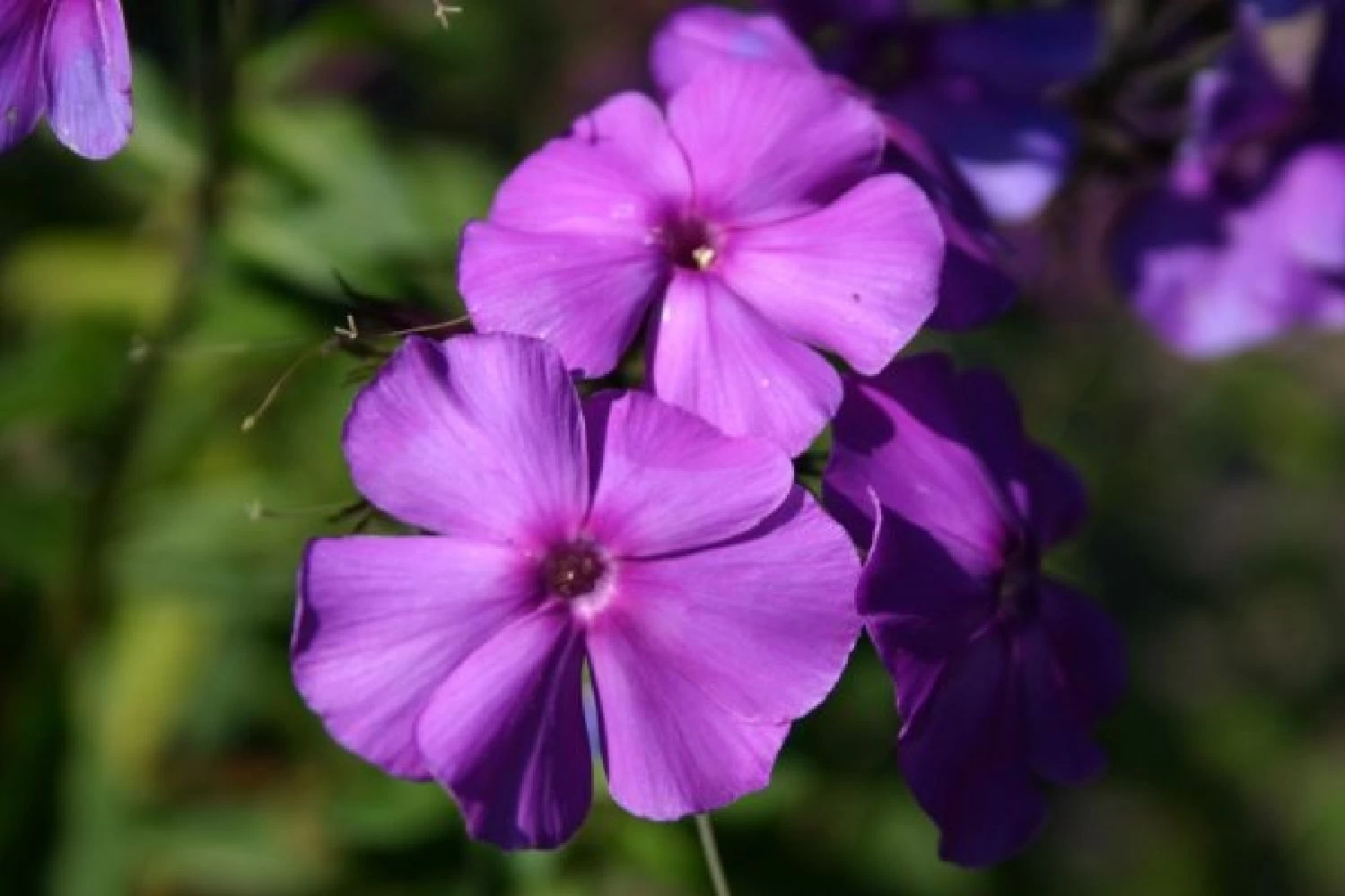 Leuchtfeuer (Farbpower Für Den Garten) – Bild 17