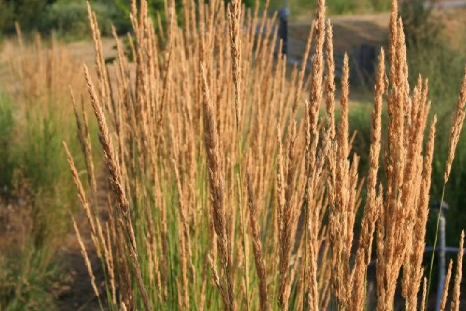 Leuchtfeuer (Farbpower Für Den Garten) – Bild 7