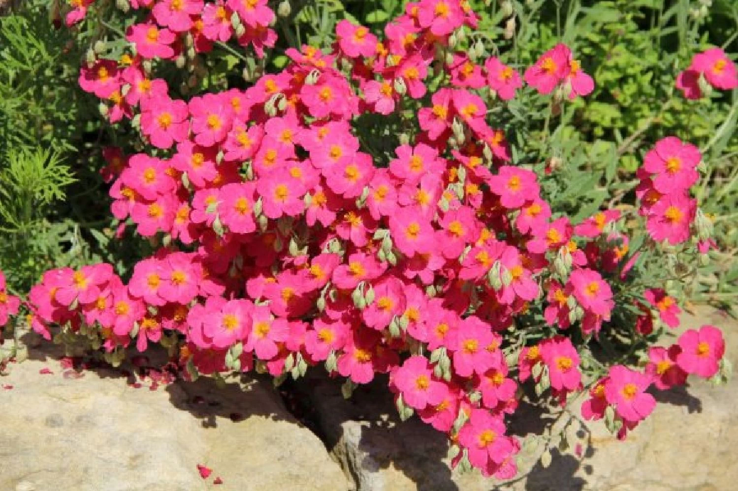 Sonniges Willkommen (Idee Für Den Vorgarten) – Bild 10