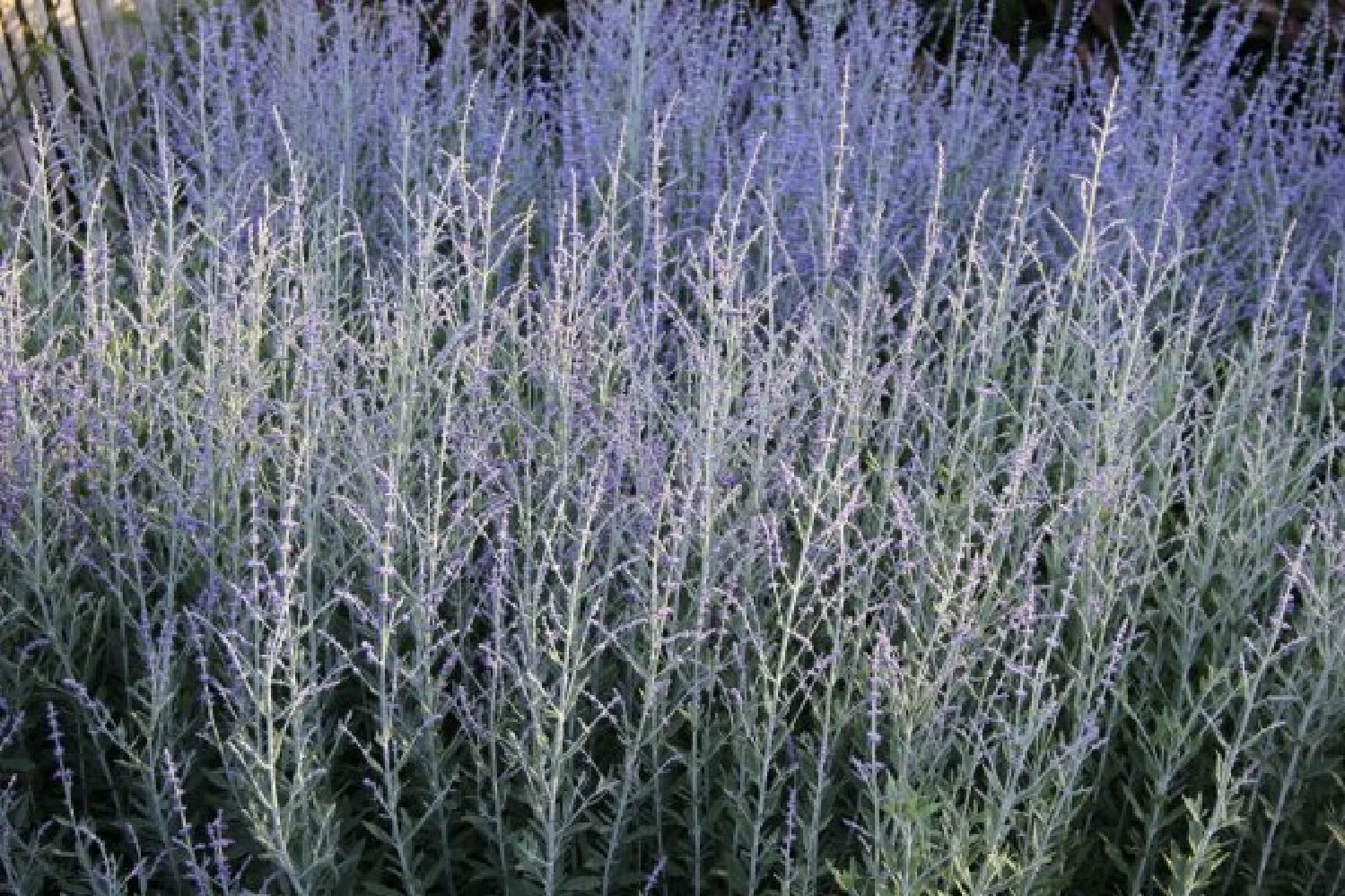 Sonniges Willkommen (Idee Für Den Vorgarten) – Bild 14