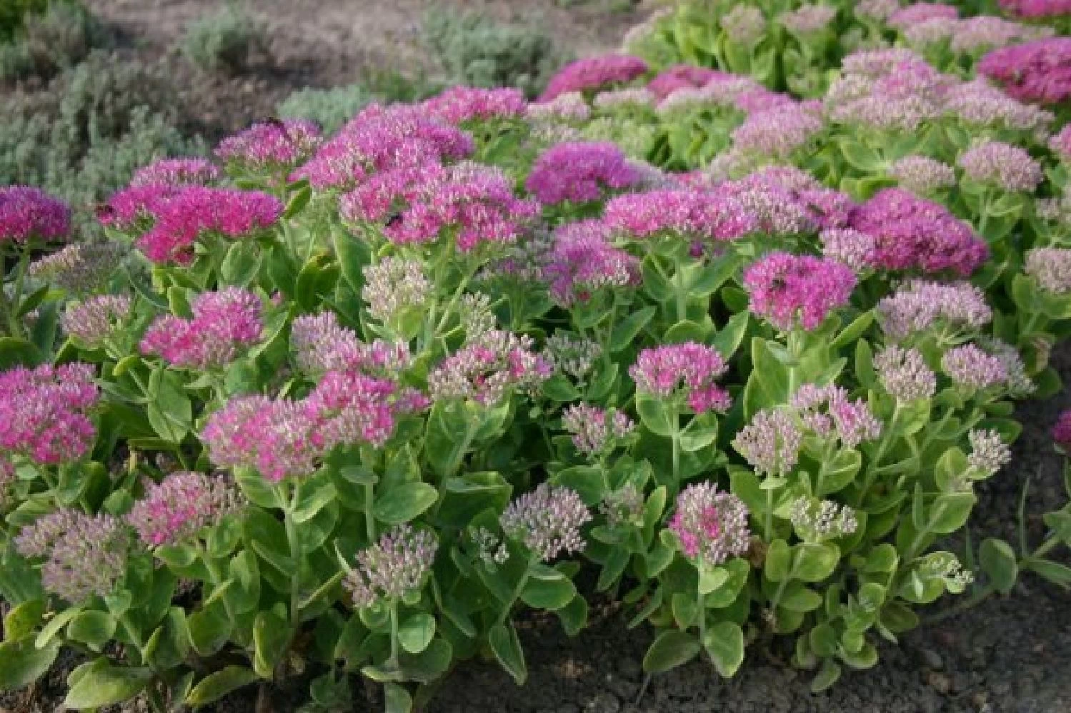 Sonniges Willkommen (Idee Für Den Vorgarten) – Bild 16