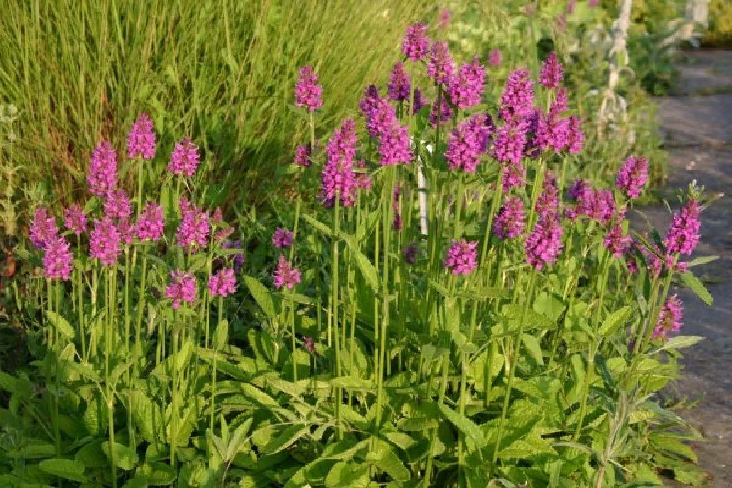 Sonniges Willkommen (Idee Für Den Vorgarten) – Bild 17