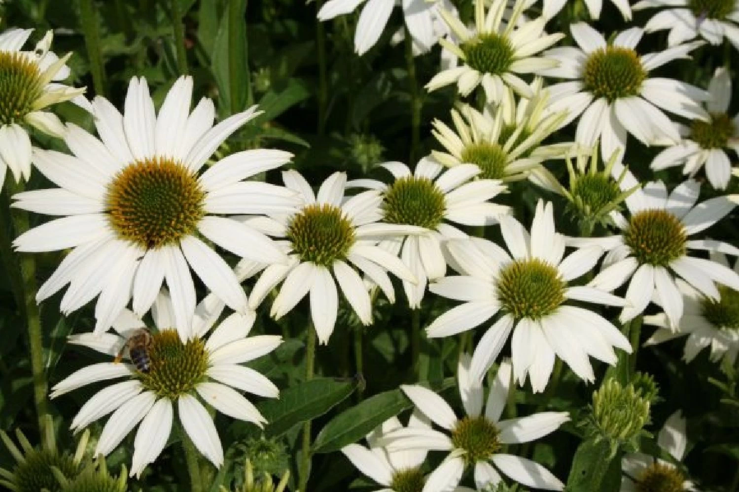 Sonniges Willkommen (Idee Für Den Vorgarten) – Bild 6