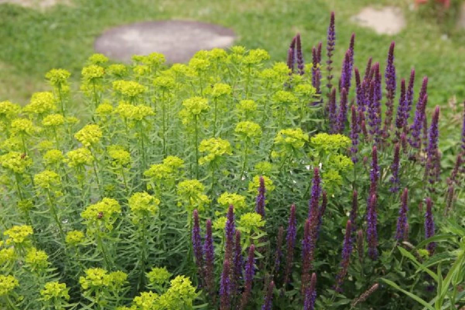 Sonniges Willkommen (Idee Für Den Vorgarten) – Bild 7