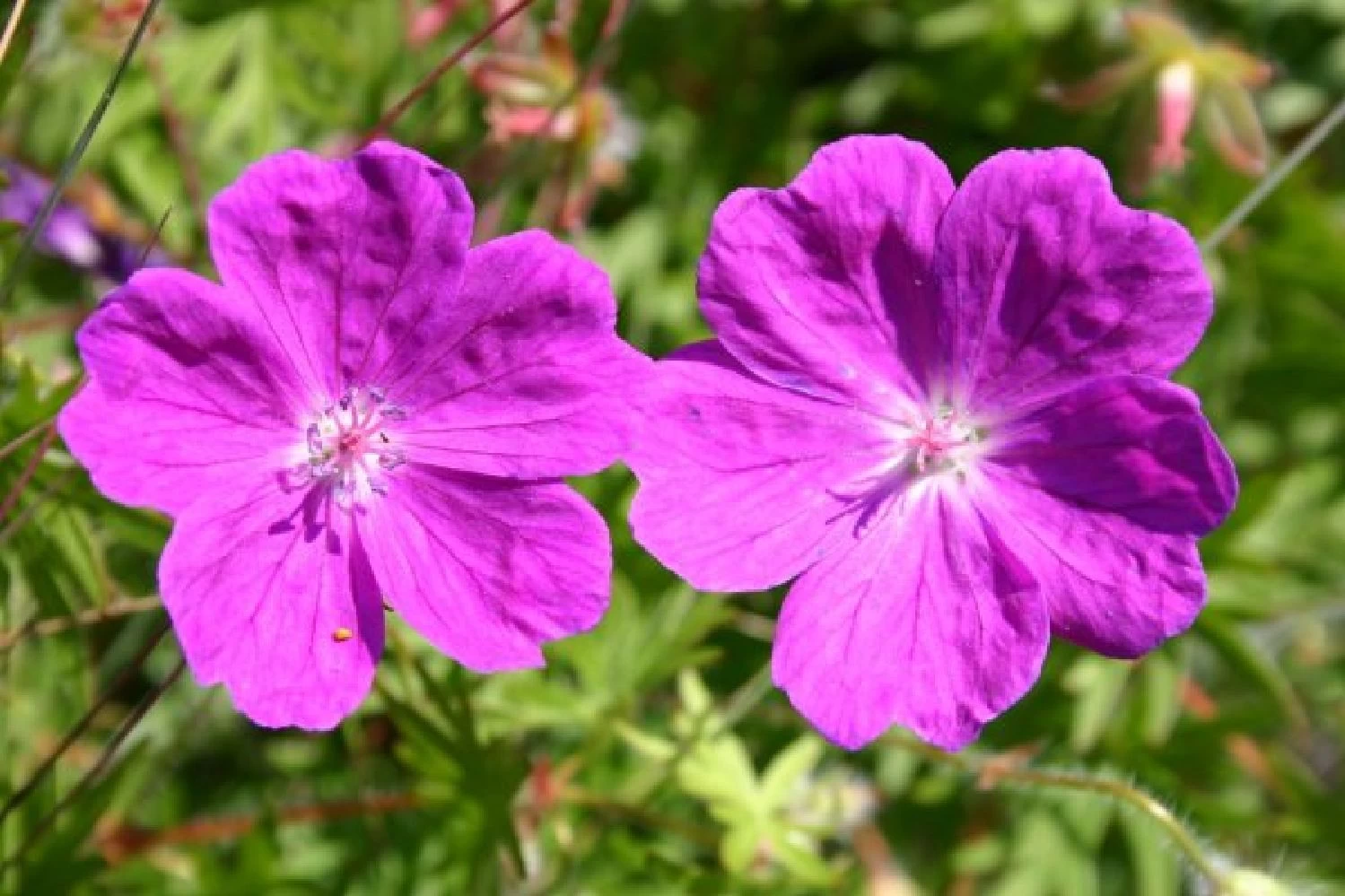 Sonniges Willkommen (Idee Für Den Vorgarten) – Bild 8