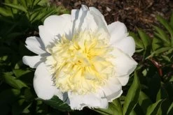 Paeonia Lactiflora 'Primevère' (Staudenpfingstrose)