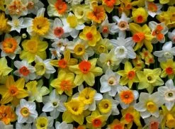 Narzissen-Mix 'Narzissen Festival' (Osterglocken-Mix)