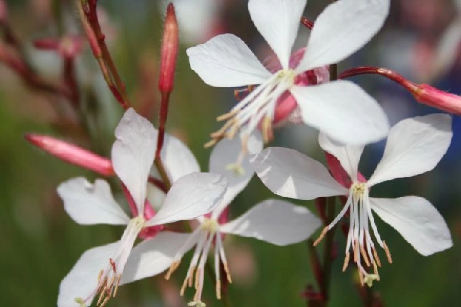 Neverending (Ausdauernde Blütenfreude Durchs Jahr) – Bild 10