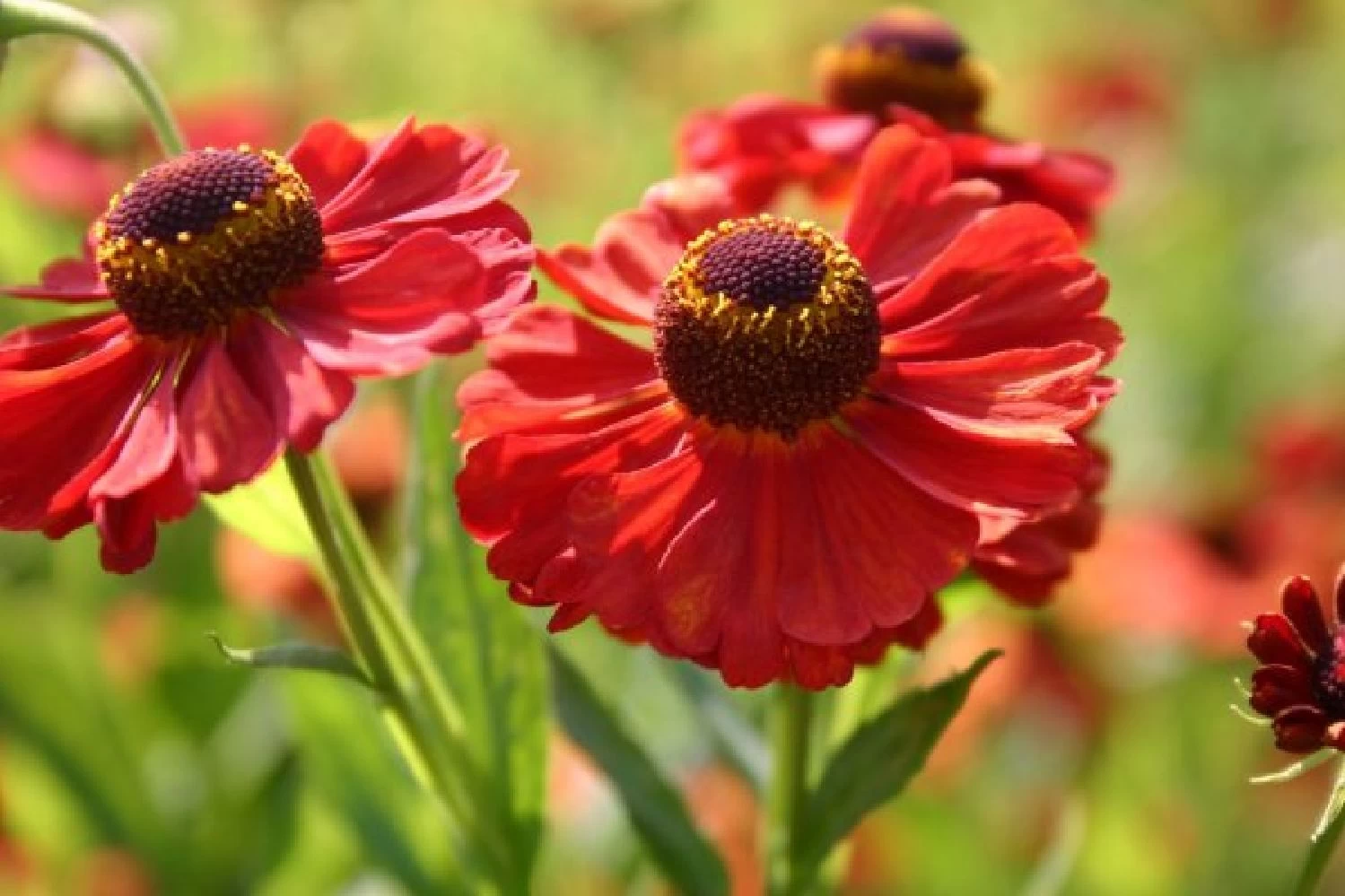 Neverending (Ausdauernde Blütenfreude Durchs Jahr) – Bild 12