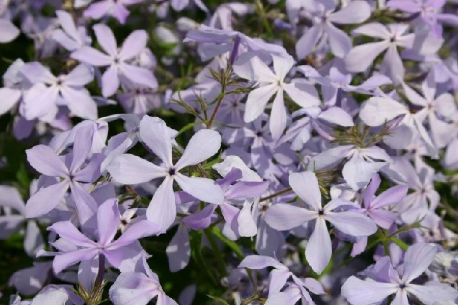 Neverending (Ausdauernde Blütenfreude Durchs Jahr) – Bild 15