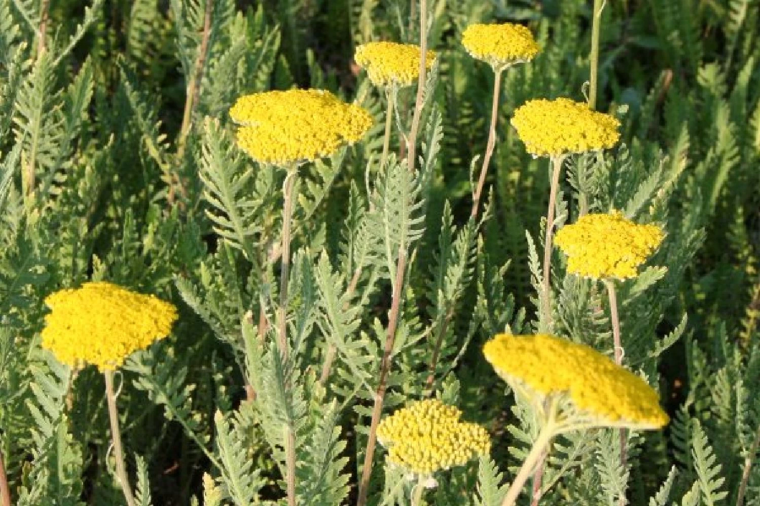 Neverending (Ausdauernde Blütenfreude Durchs Jahr) – Bild 3