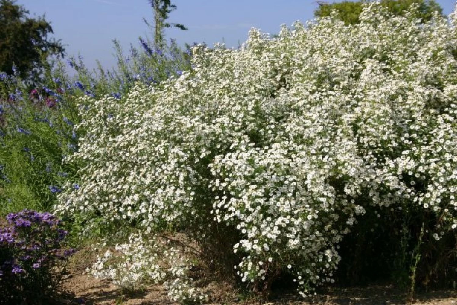 Neverending (Ausdauernde Blütenfreude Durchs Jahr) – Bild 5