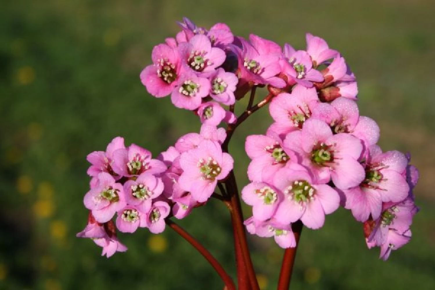 Neverending (Ausdauernde Blütenfreude Durchs Jahr) – Bild 6