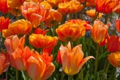 Tulpenmischung 'Oh So Orange' (Garten-Tulpenmischung)