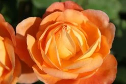 Rose 'Lady Emma Hamilton' (Englische Rose)