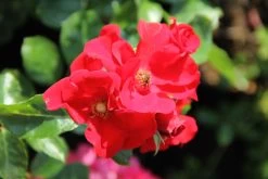 Rose 'Alpenglühen' (Bodendeckerrosen)