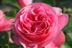 Rose 'Leonardo Da Vinci' (Beetrose)