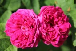 Rose 'Rose De Resht' (Historische Rose)
