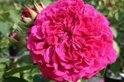 Rose 'William Shakespeare 2000' (Englische Rose)