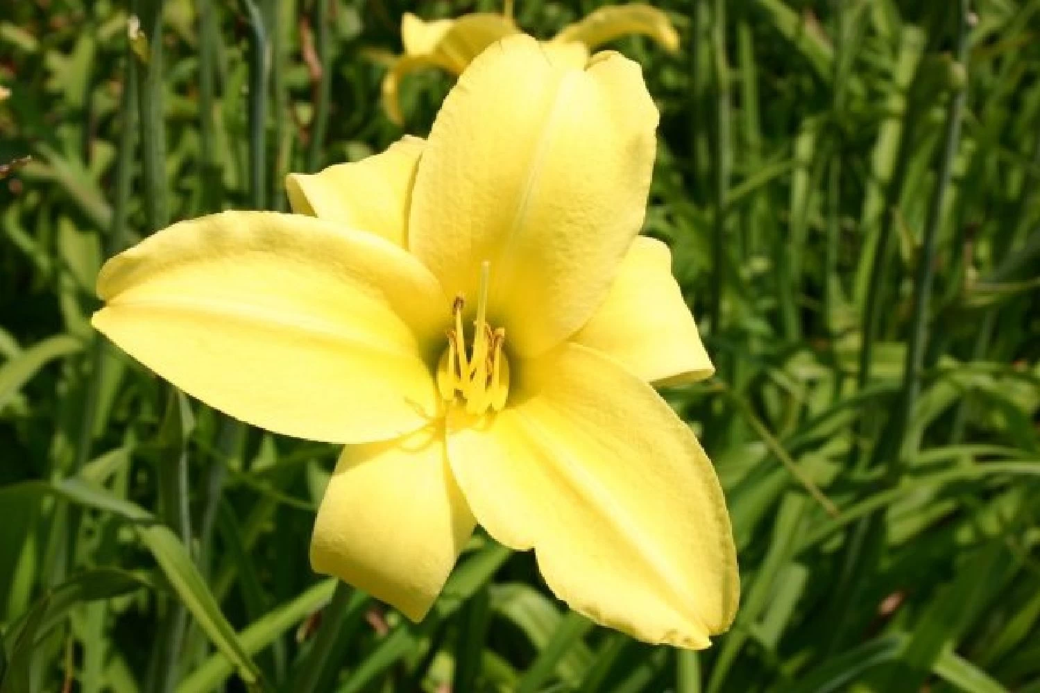 Lila & Limone (Feiern Sie Den Sommer!) – Bild 11