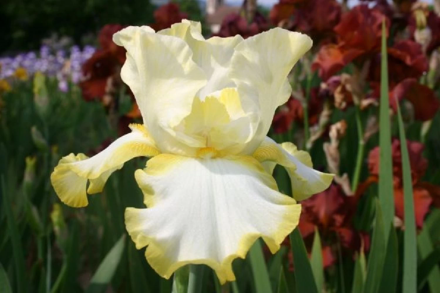 Lila & Limone (Feiern Sie Den Sommer!) – Bild 12