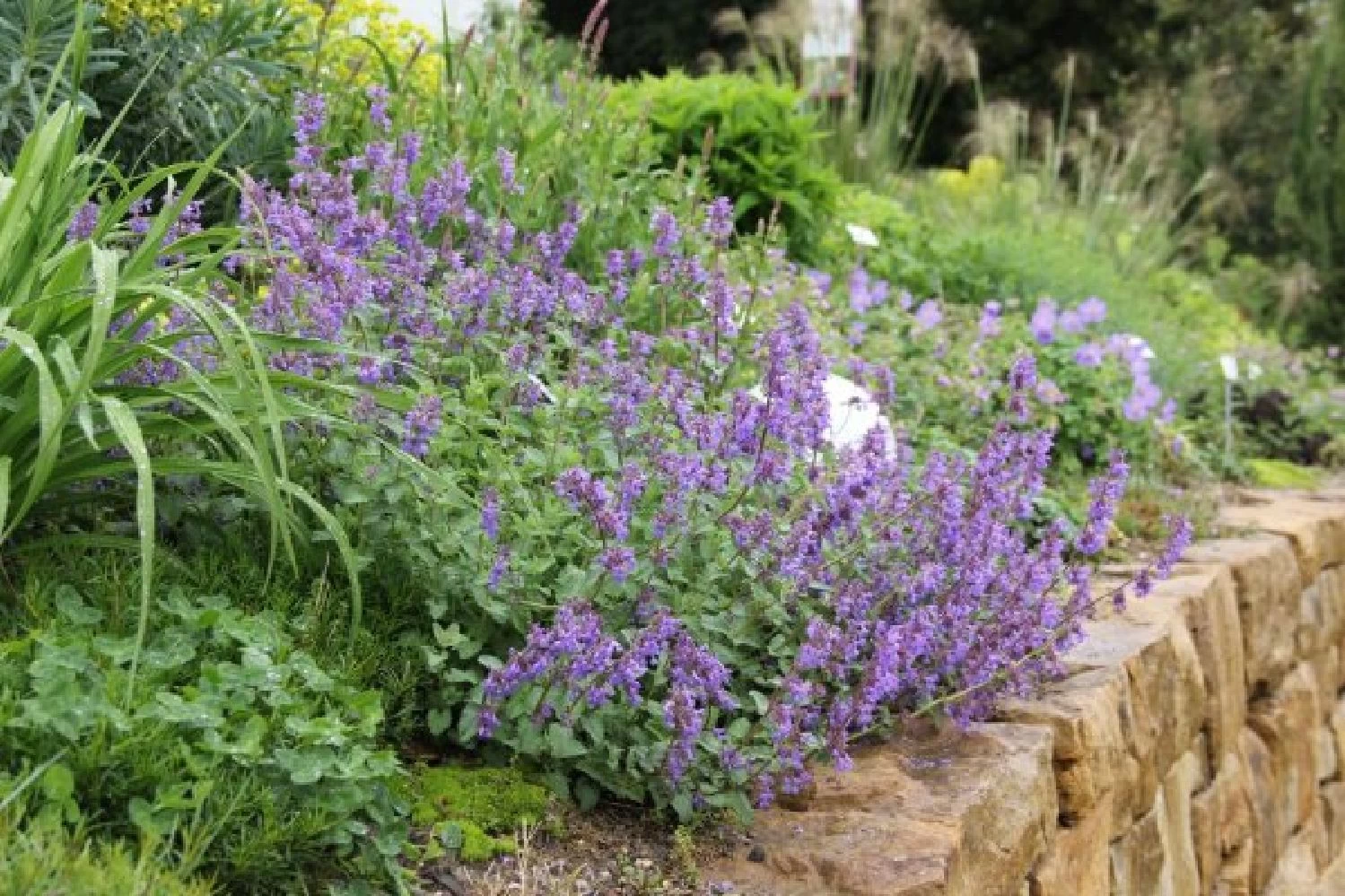 Lila & Limone (Feiern Sie Den Sommer!) – Bild 14