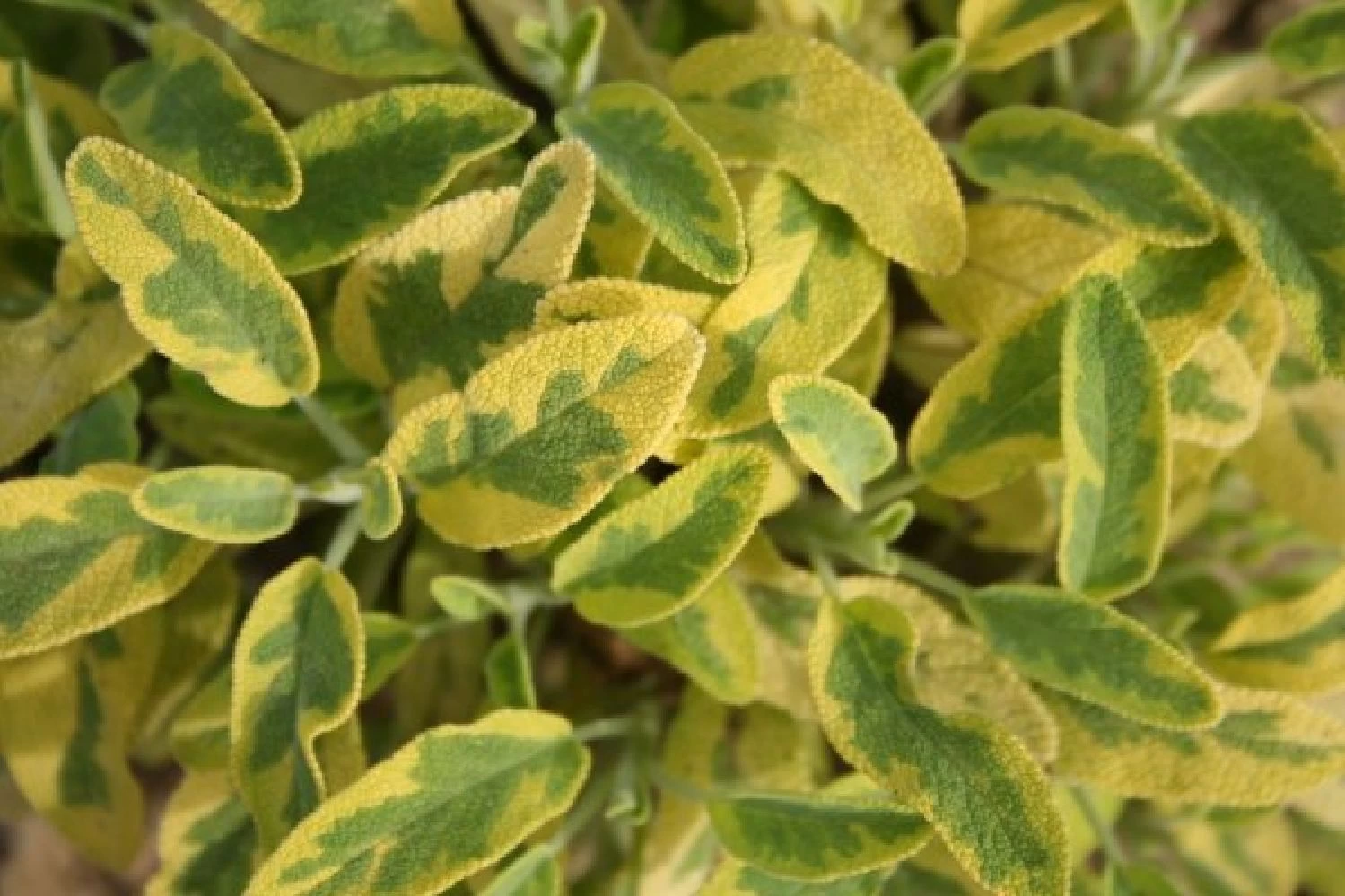 Lila & Limone (Feiern Sie Den Sommer!) – Bild 17