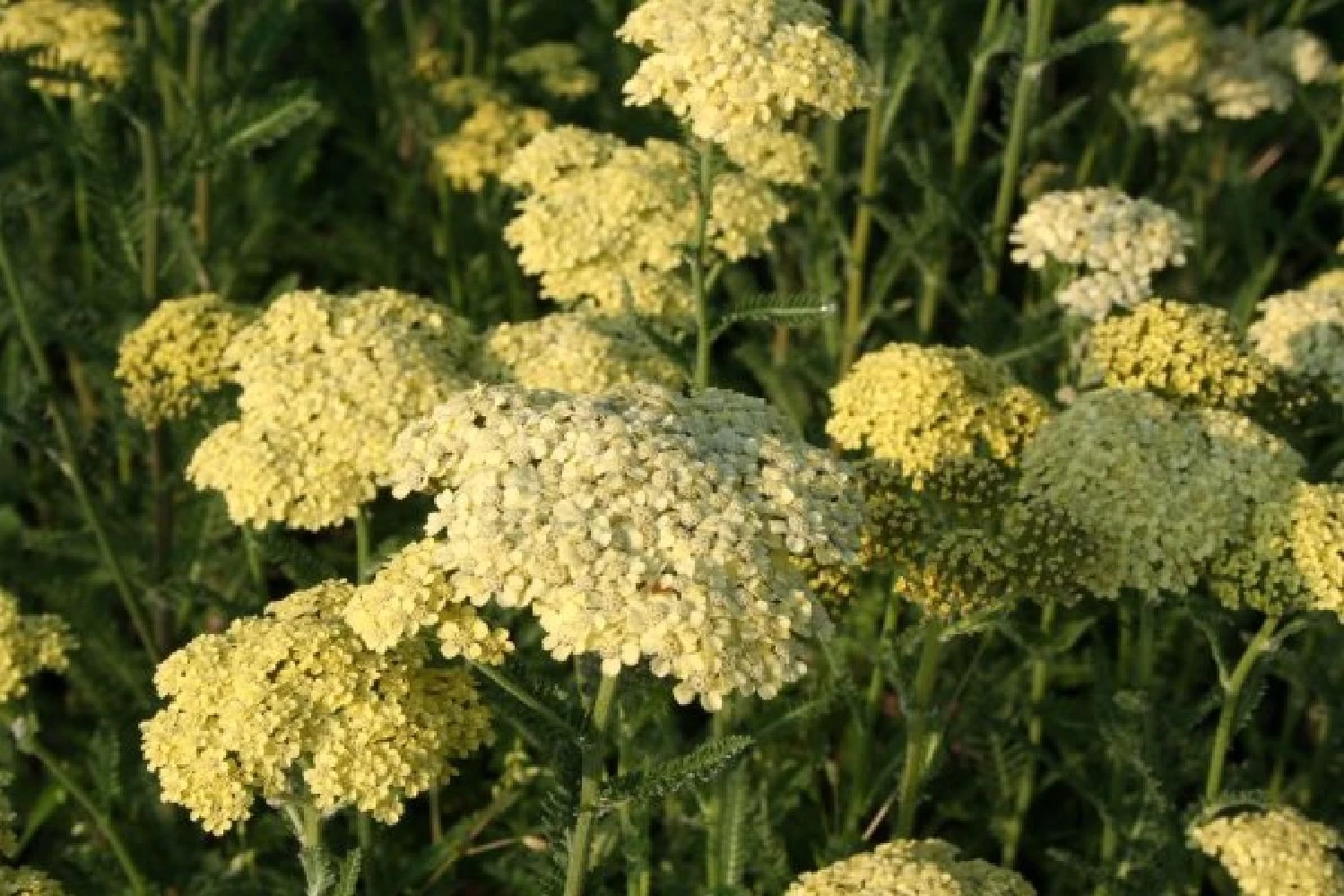 Lila & Limone (Feiern Sie Den Sommer!) – Bild 3