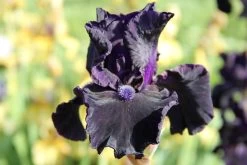 Iris Barbata-Elatior 'Obsidian' (Hohe Bartschwertlilie)