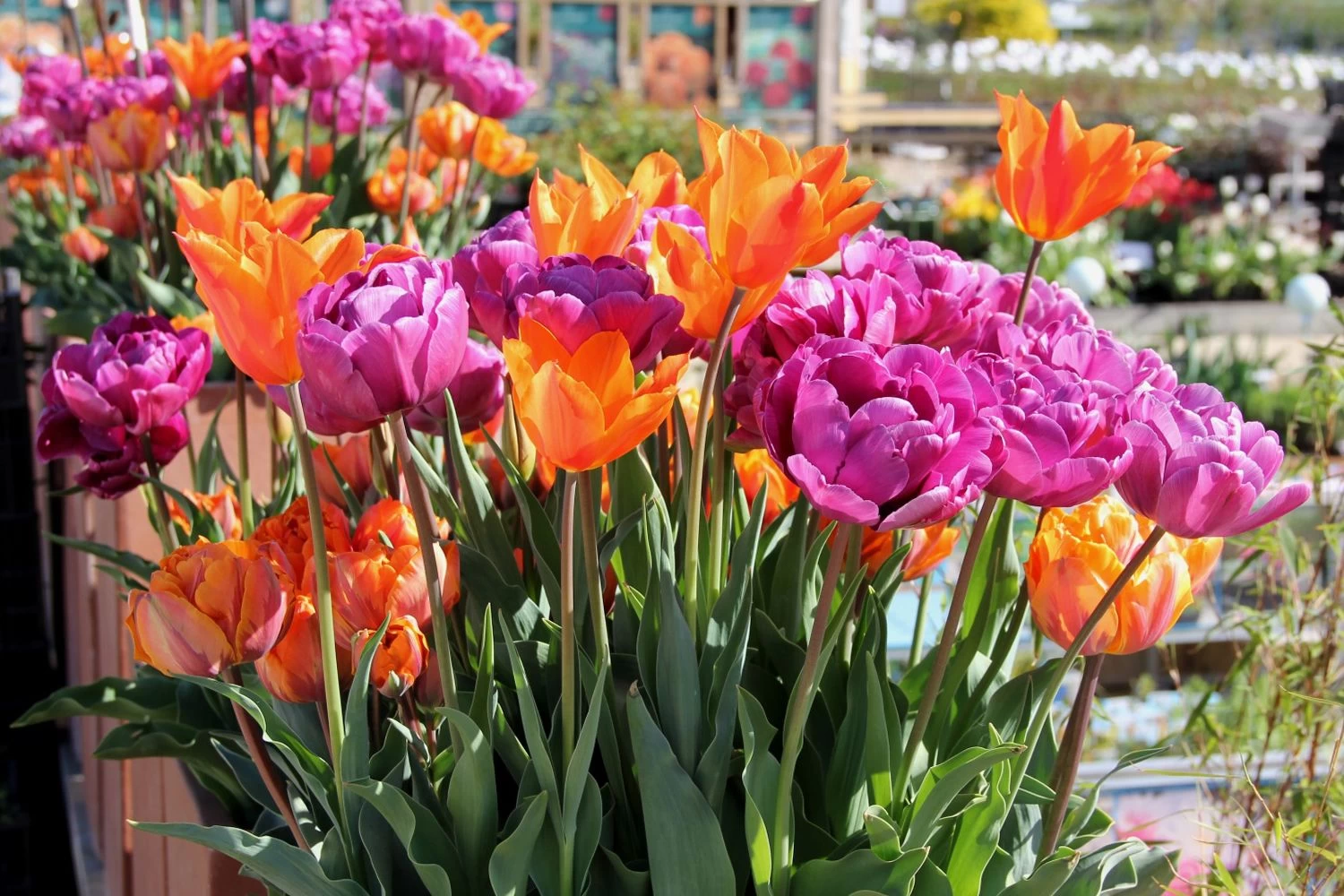 Tulpenmischung 'Hippie Times' (Garten-Tulpenmischung)