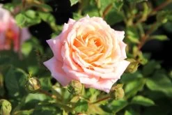 Rose 'Peach Clementine' (Zwergrose | Patiorose)