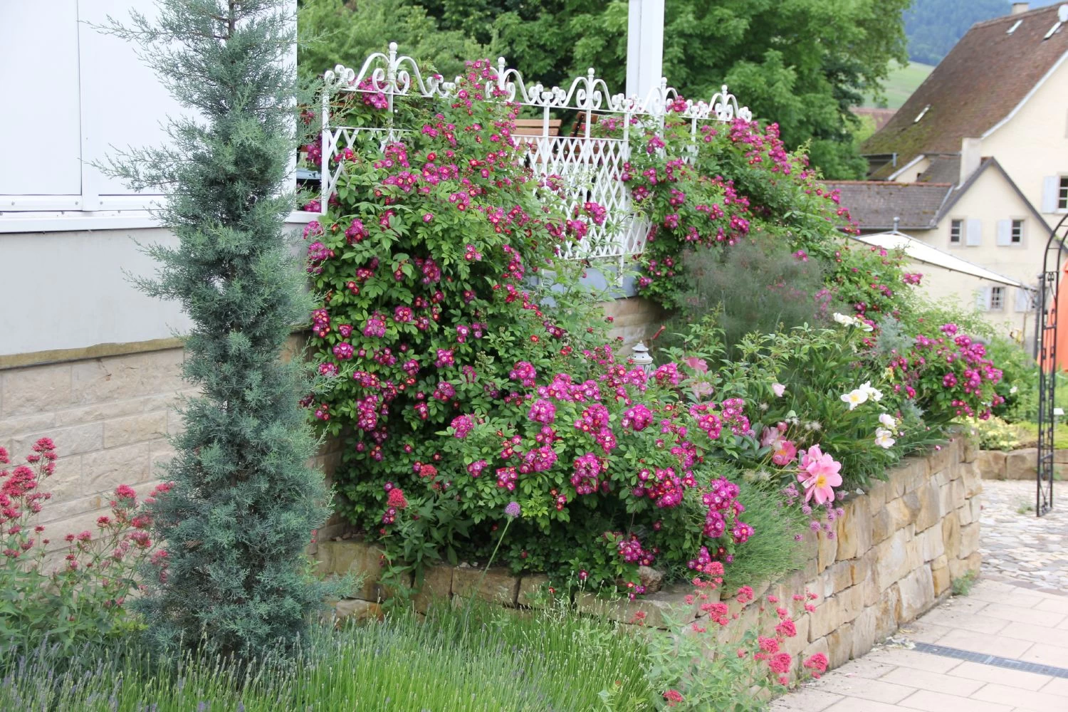 Rose 'Perennial Blue' (Rambler) – Bild 3