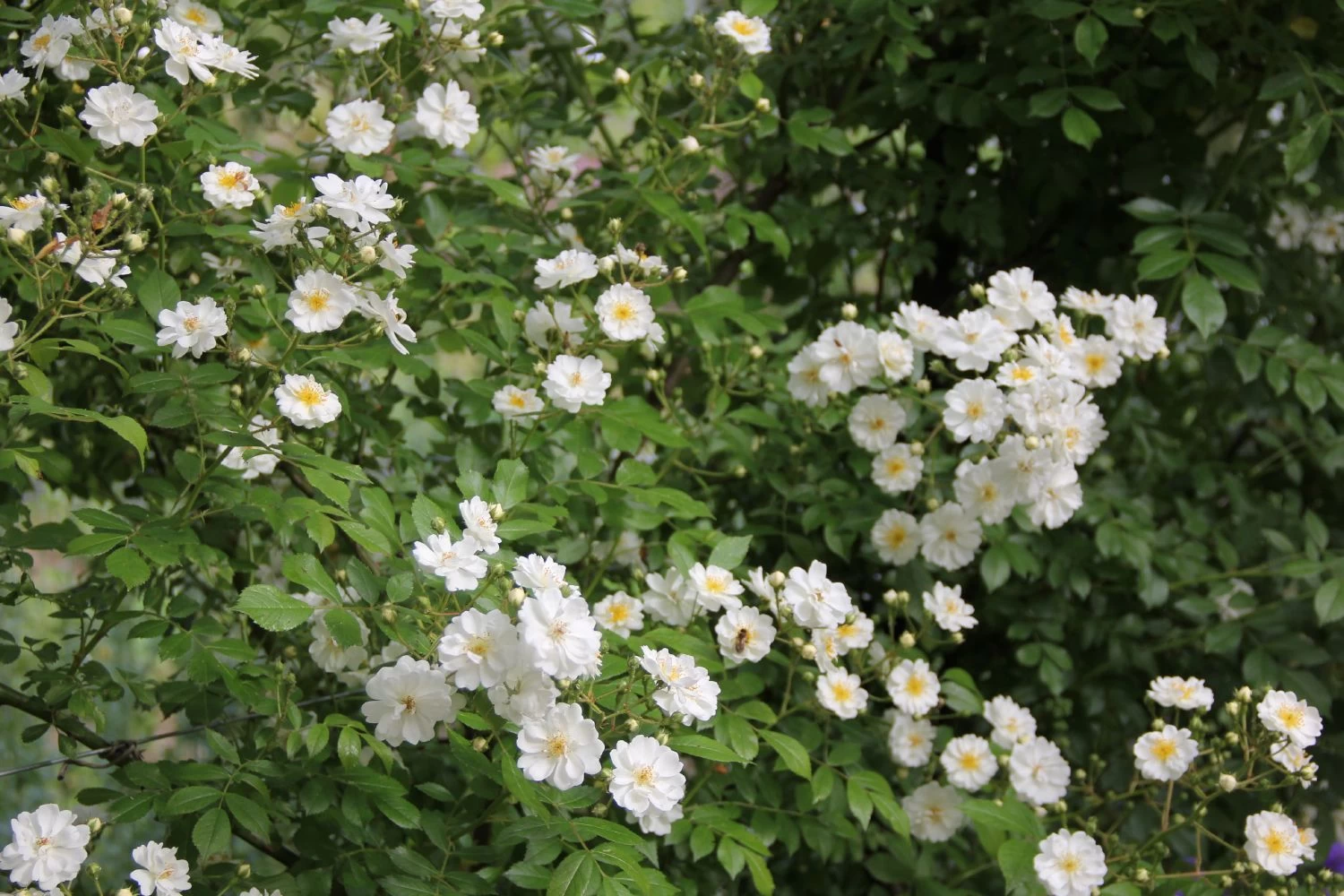 Rose 'Guirlande D'Amour' (Rambler) – Bild 2