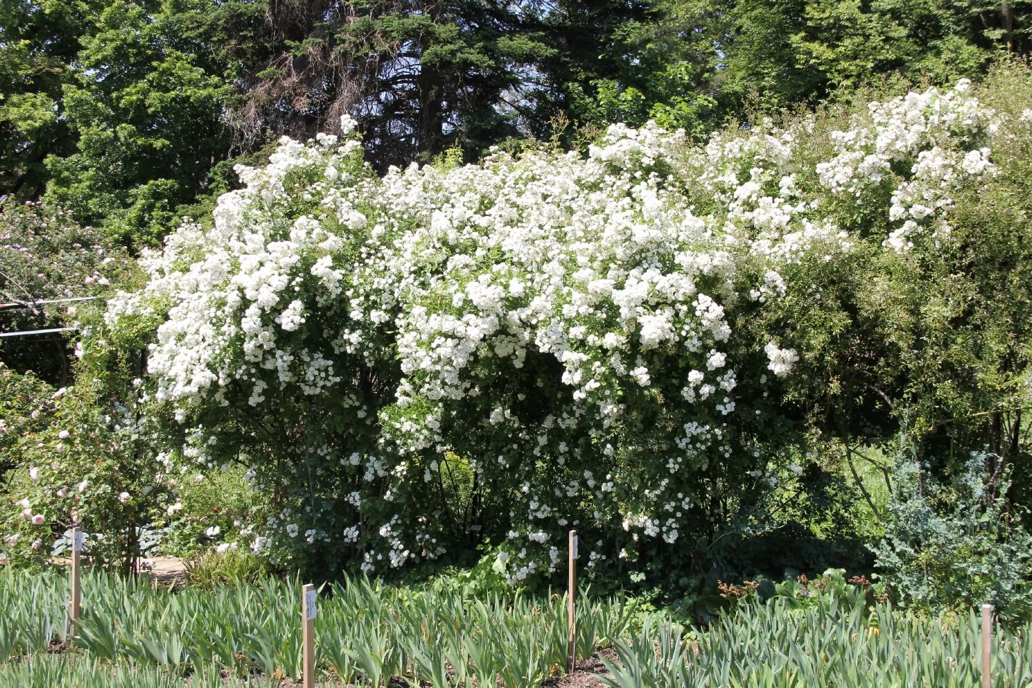 Rose 'Guirlande D'Amour' (Rambler) – Bild 3