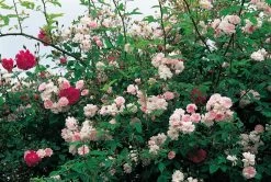 Rose 'Paul's Himalayan Musk' (Rambler)